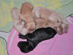 australian labradoodle puppies for sale canada