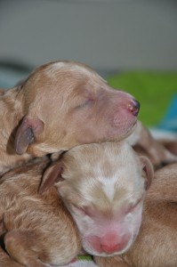 australian labradoodle puppies for sale