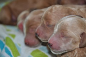 toronto australian labradoodle puppies for sale