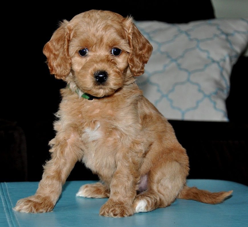 Lexi and Odin's Puppies | Labradoodles of the
