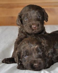 chocolate australian labradoodle puppies vancouver