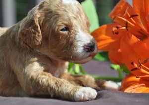 red and white australian labradoodle puppies