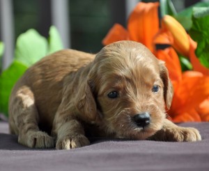 red labradoodle puppies for sale