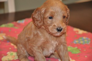red labradoodle BC