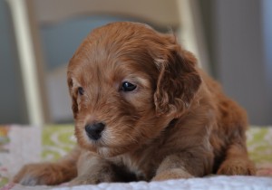 red australian labradoodle pup