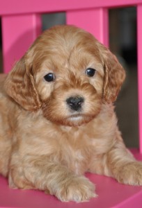 australian labradoodle puppies available