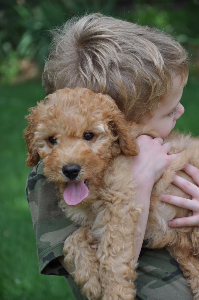 labradoodle with kids