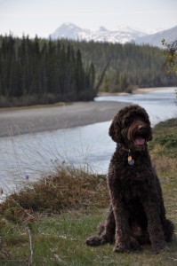 labradoodles outdoors