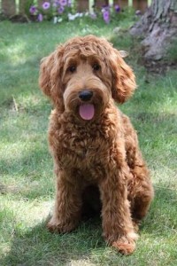 ArborGate Labradoodles Indiana Labradoodles of the North