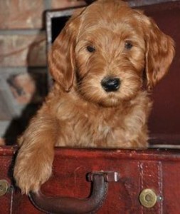 red australian labradoodle puppies available british columbia