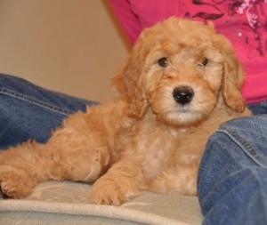 apricot curly fleece pup canada