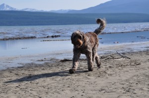 Labradoodles of the North