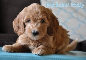 red australian labradoodle puppies