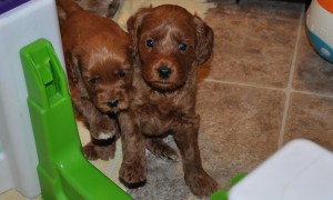 red labradoodle puppies