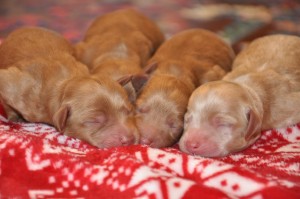 red mini labradoodles for sale