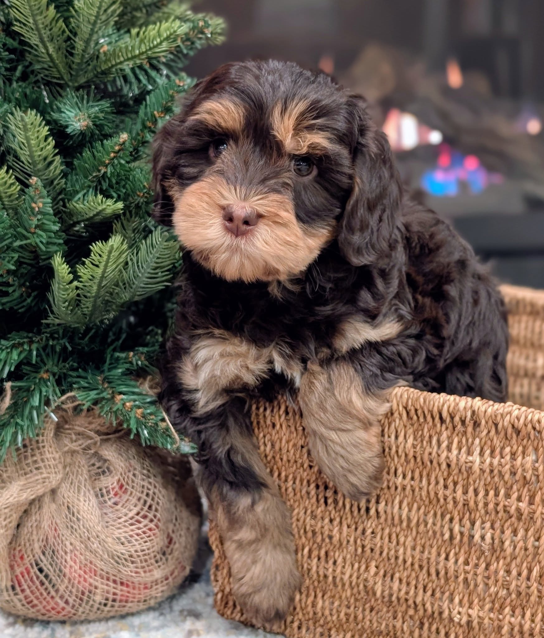Available Puppies | Labradoodles of the North